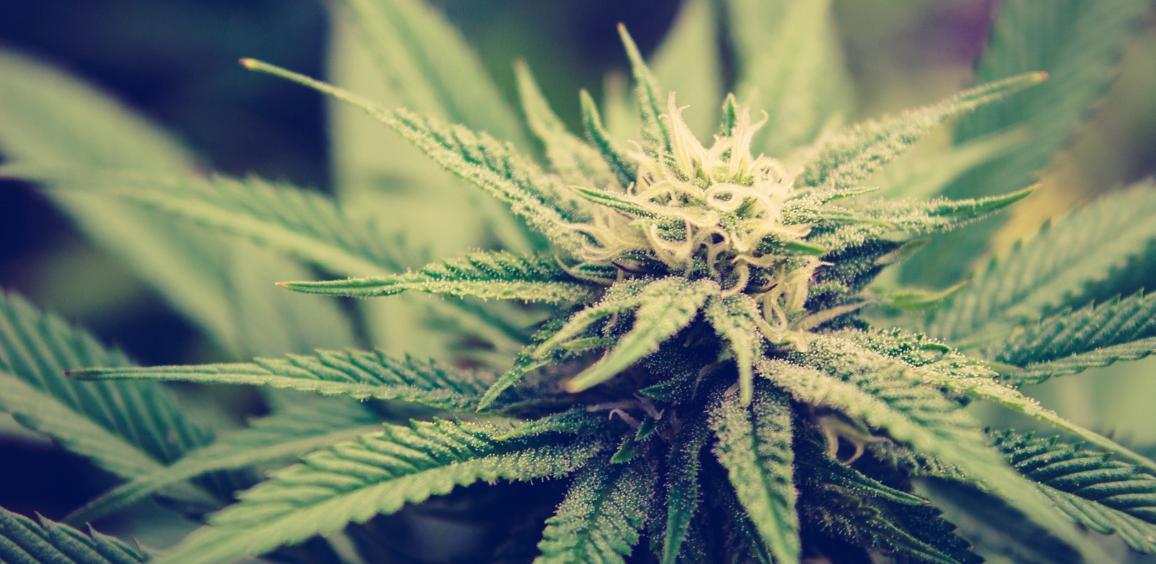 Bastoncini di Incenso Stamford Premium - Cannabis