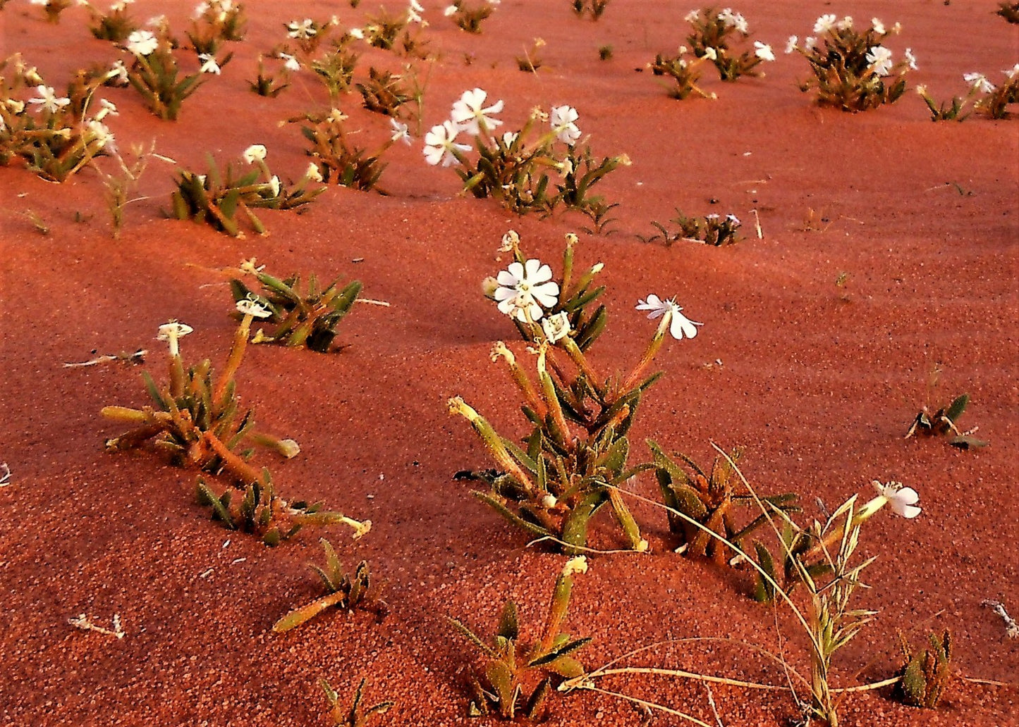Essenza Profumata - Fiori del Deserto