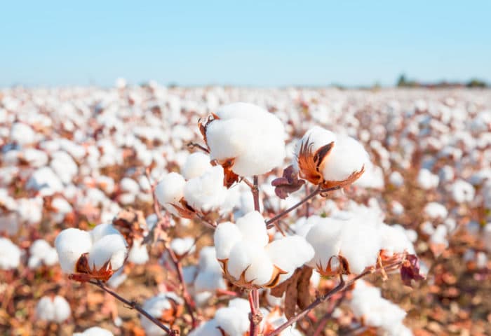 Essenza Profumata - Fiori di Cotone
