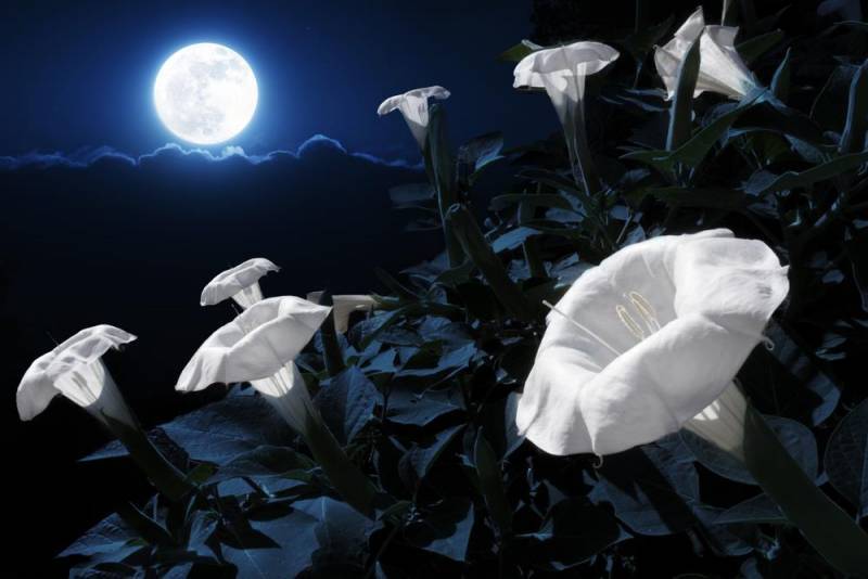 Essenza Profumata - Fiori di Luna