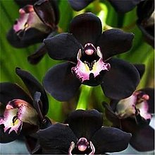 Essenza Profumata - Orchidea Nera