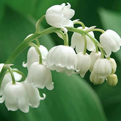 Essenza Profumata - Muschio Bianco