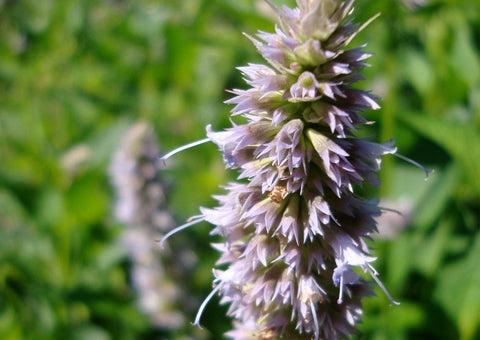 Essenza Profumata - Patchouli Indonesiano