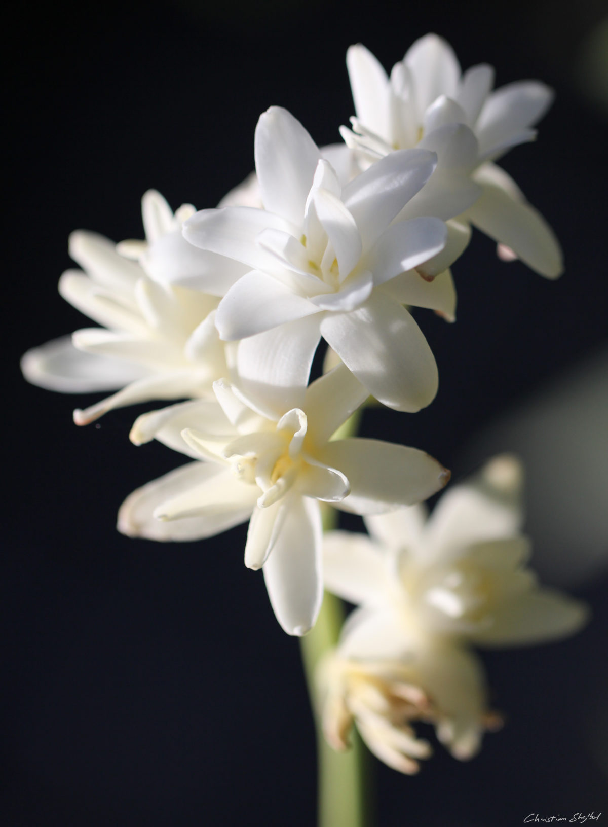 Essenza Profumata - Tuberosa