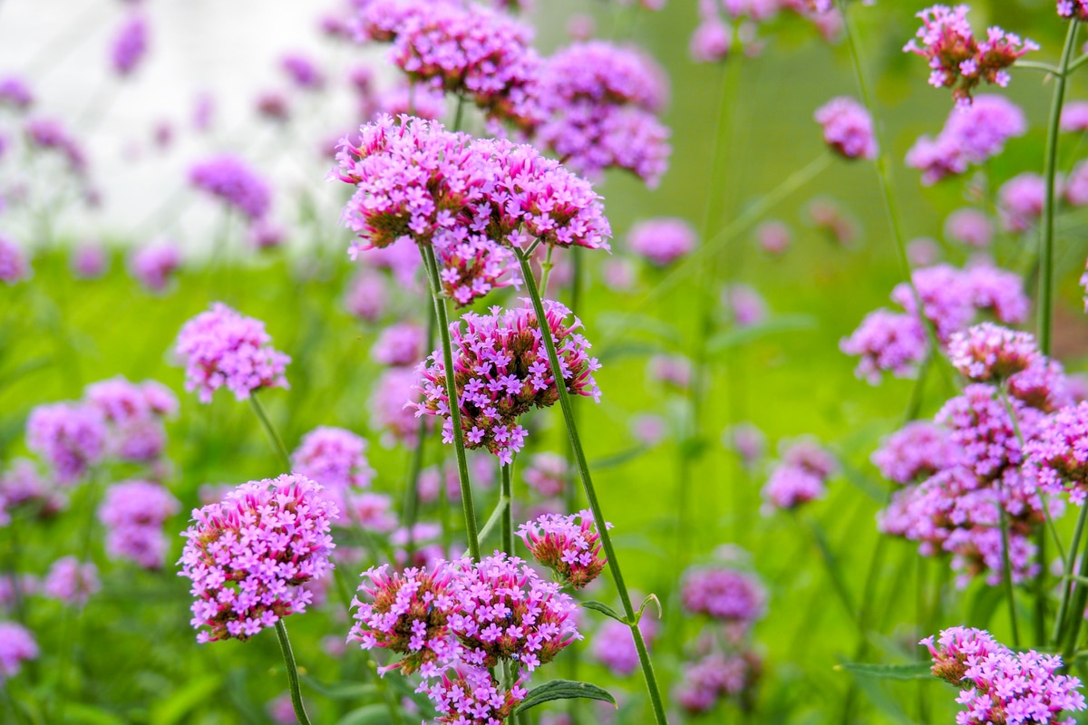Essenza Profumata - Verbena