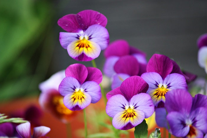 Essenza Profumata - Violetta