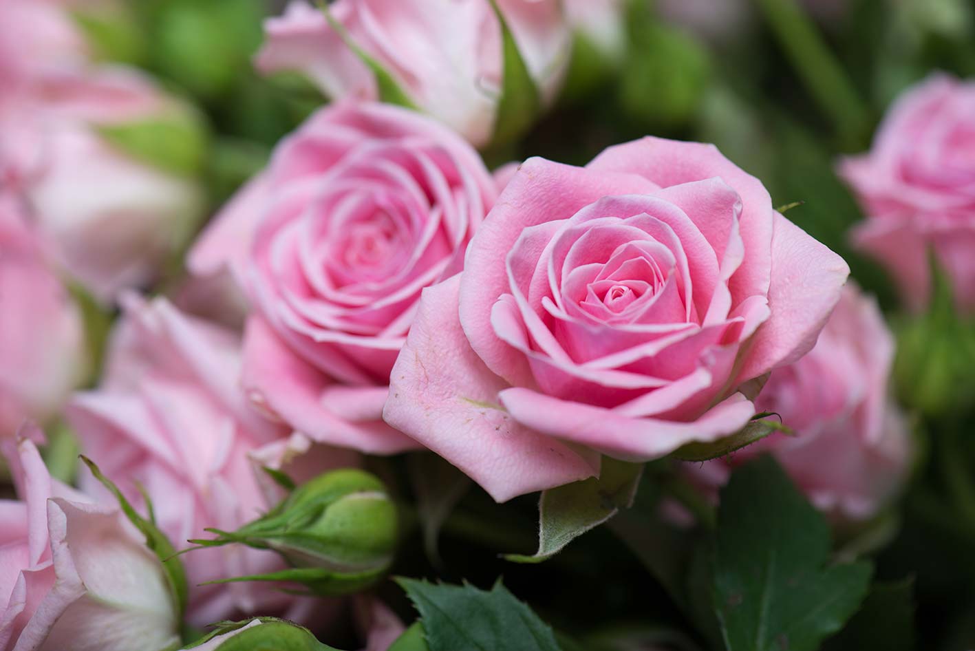 Essenza Profumata - Rosa