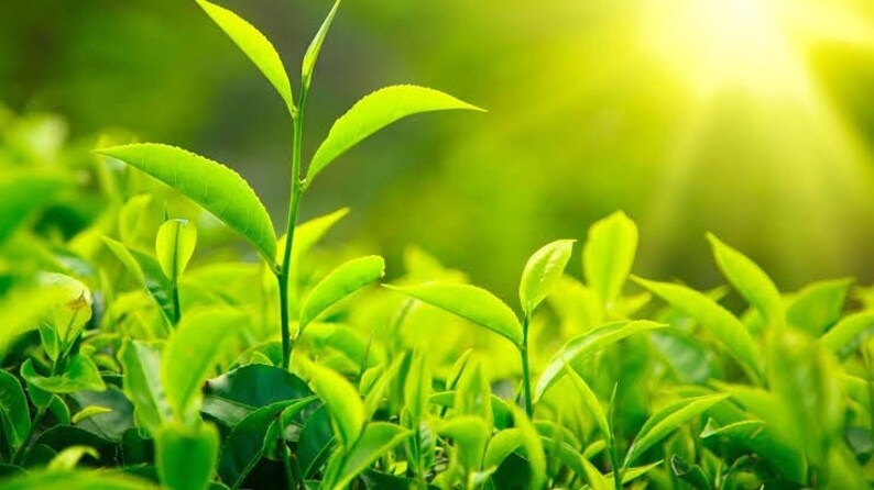 Essenza Profumata - Tè Verde