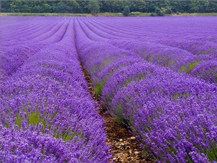 Bastoncini di Incenso Stamford Premium - Lavanda
