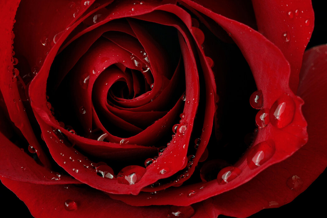 Bastoncini di Incenso Stamford Premium - Rosa Rossa