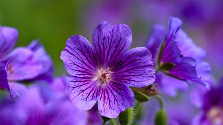 Bastoncini di Incenso Stamford Premium - Violetta