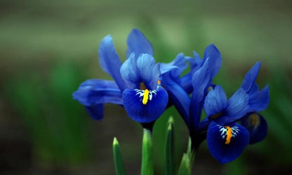 Essenza Profumata - Iris Blu